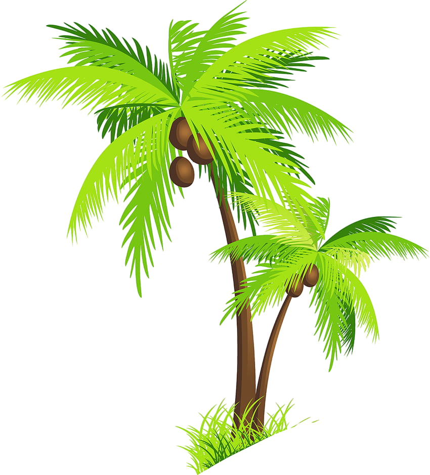 Coconut Tree